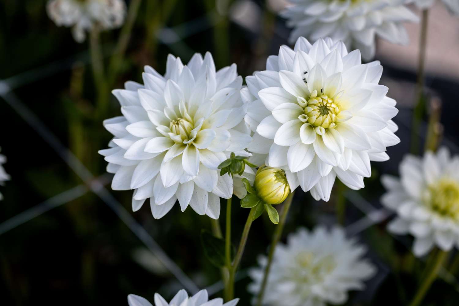 Dahlia 'Karma Maarten Zwaan'